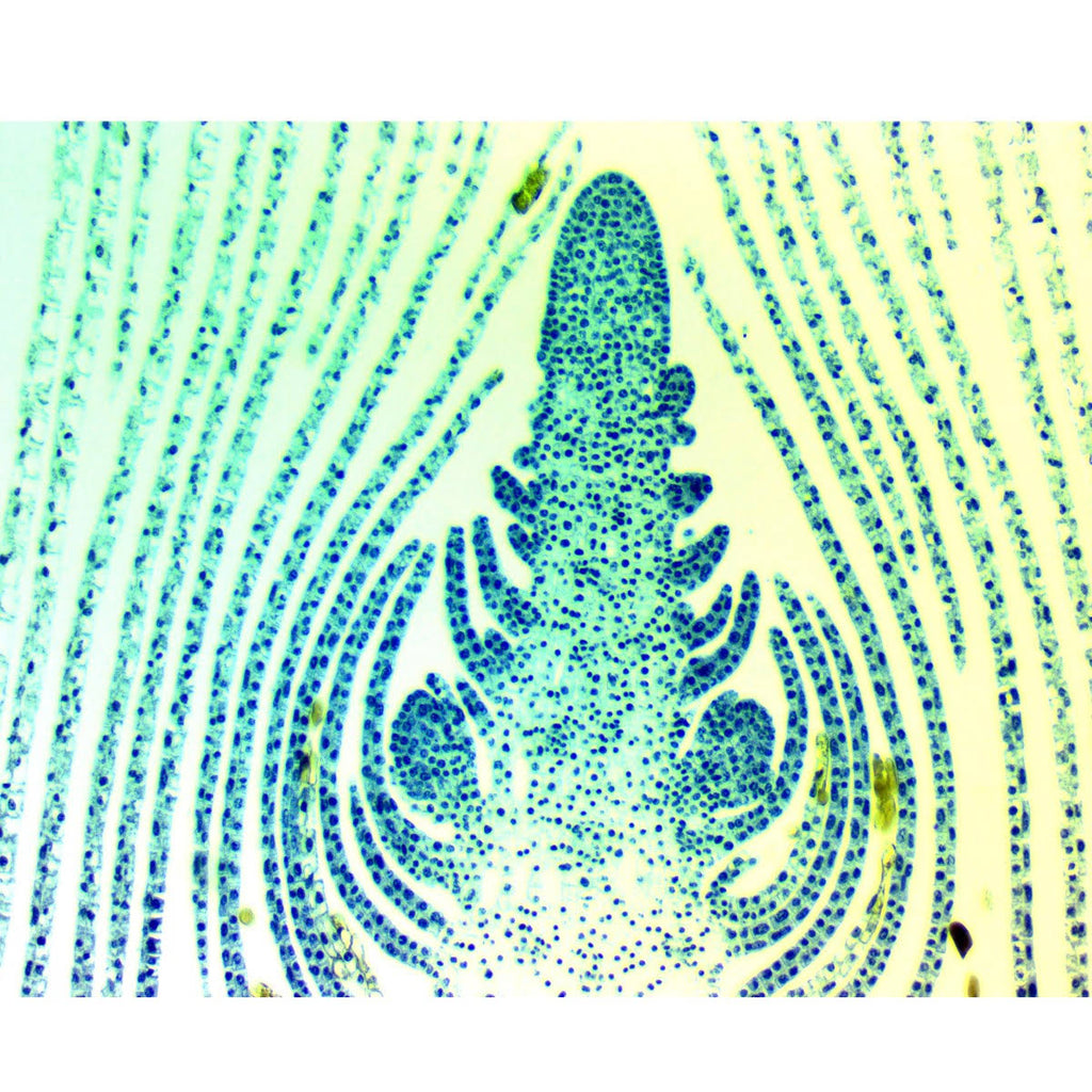 8MP USB3.0 Digital Camera for Microscope with 0.01mm Calibration Slide F972162