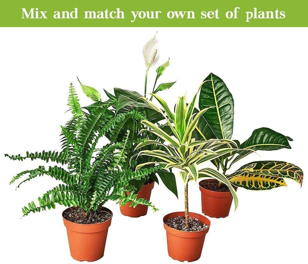 Croton Mammy Live Plant in 4'' & 6'' Pot K296
