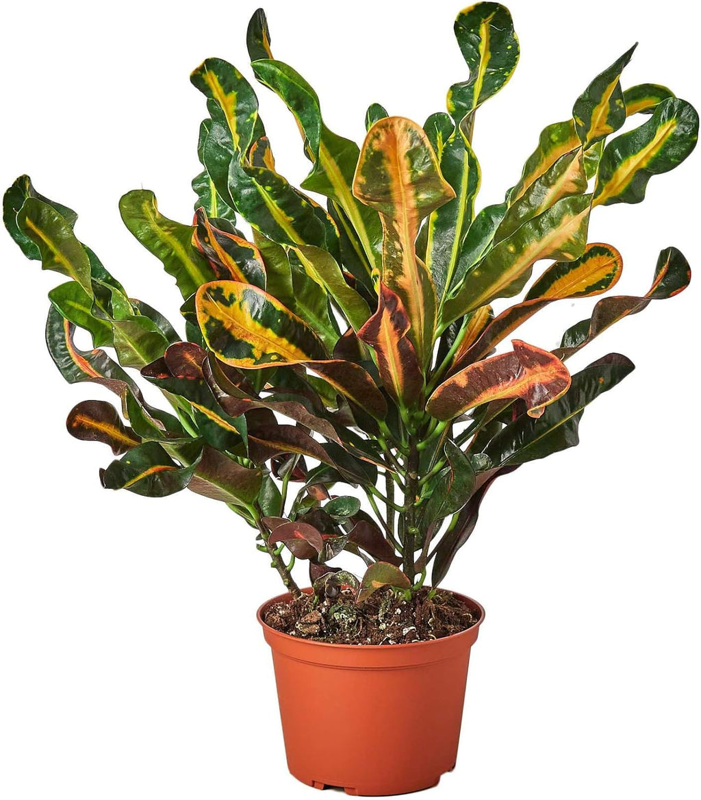 Croton Mammy Live Plant in 4'' & 6'' Pot K296