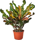 Croton Mammy Live Plant in 4'' & 6'' Pot K296
