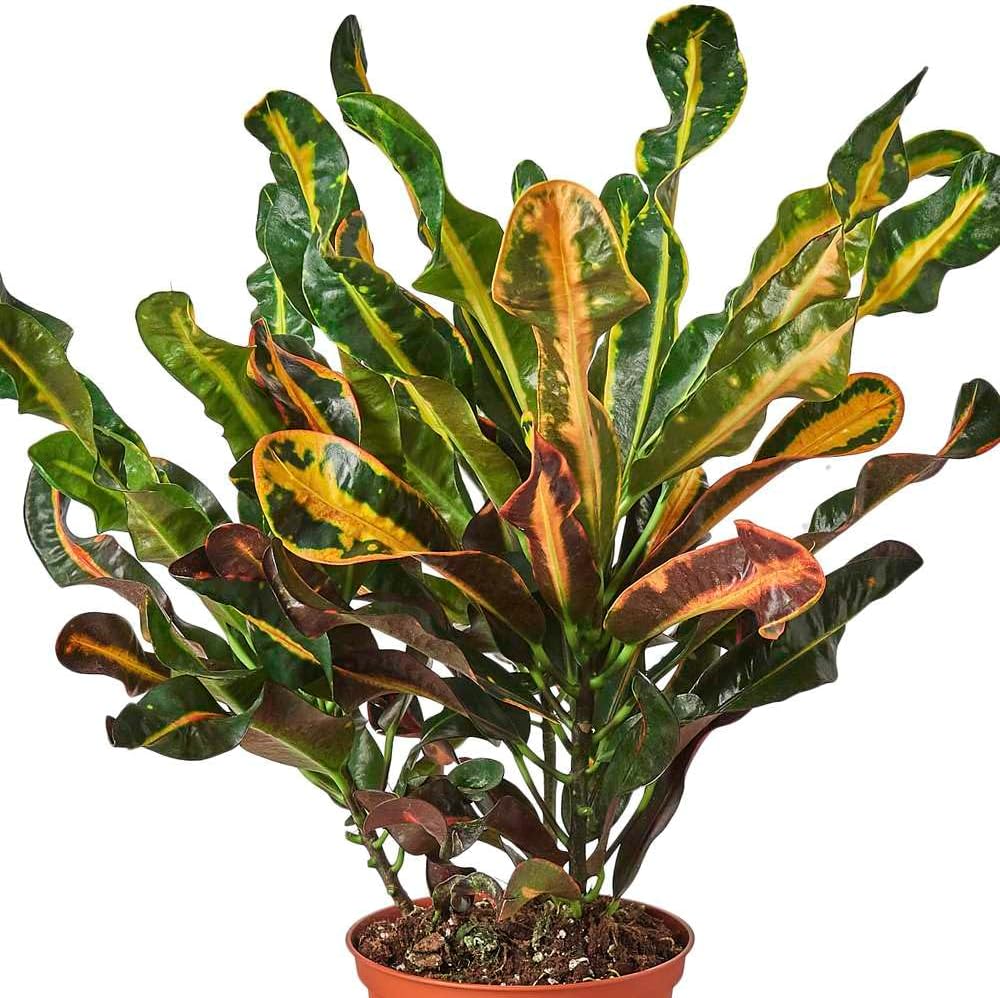 Croton Mammy Live Plant in 4'' & 6'' Pot K296