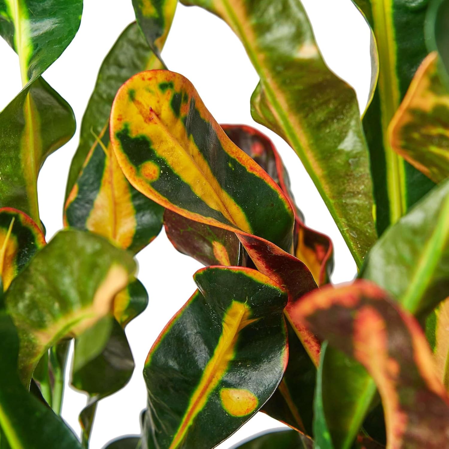 Croton Mammy Live Plant in 4'' & 6'' Pot K296