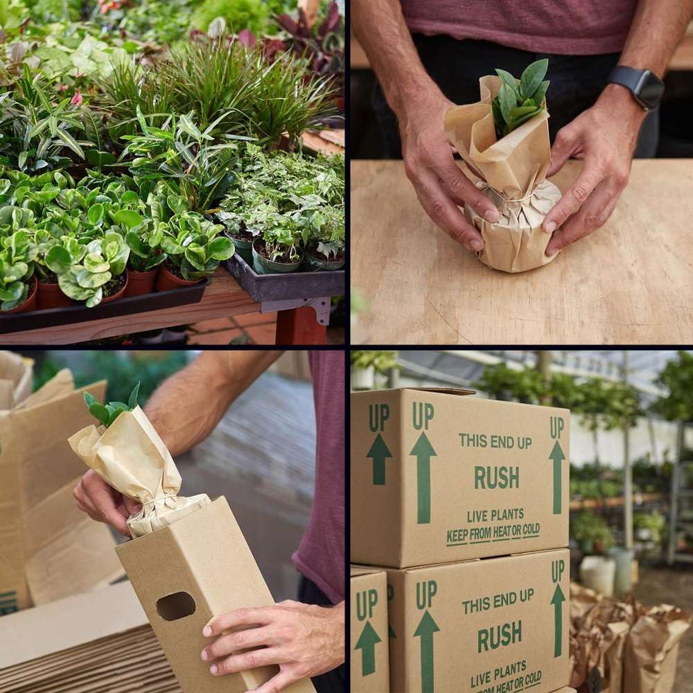 Croton Mammy Live Plant in 4'' & 6'' Pot K296