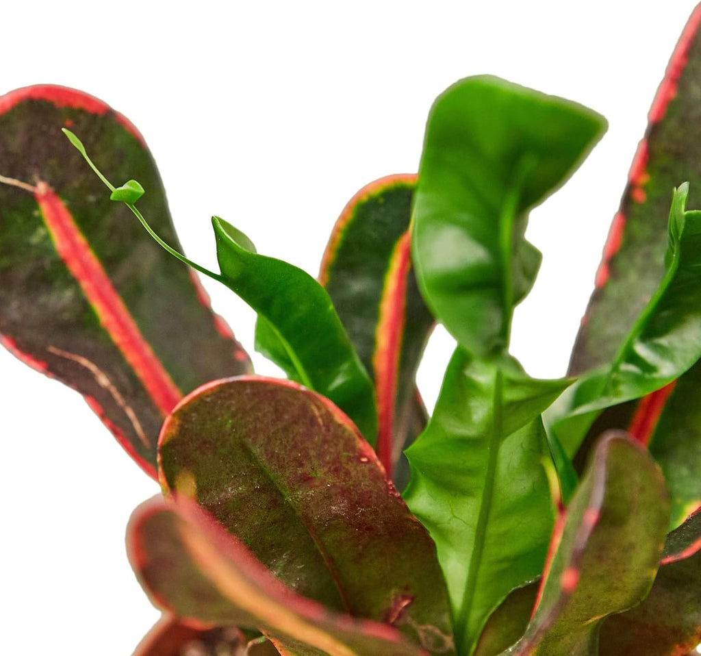 Croton Mammy Live Plant in 4'' & 6'' Pot K296