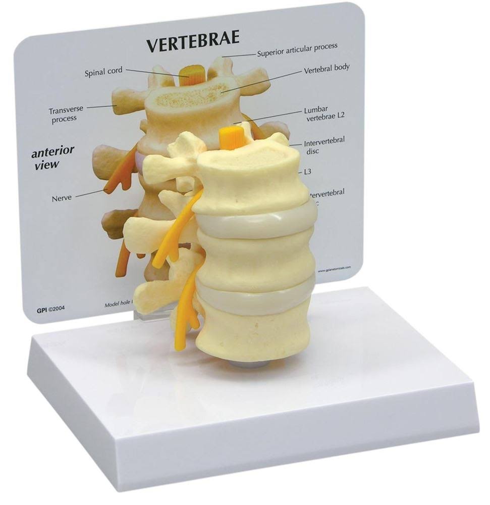 Basic Vertebrae Model A15335
